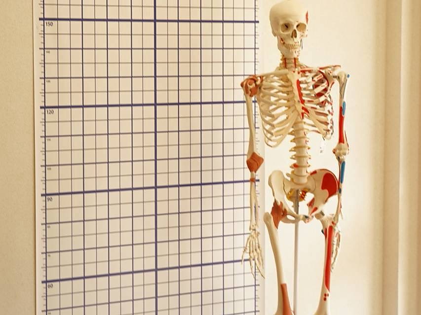 解剖学的視点での姿勢分析の様子